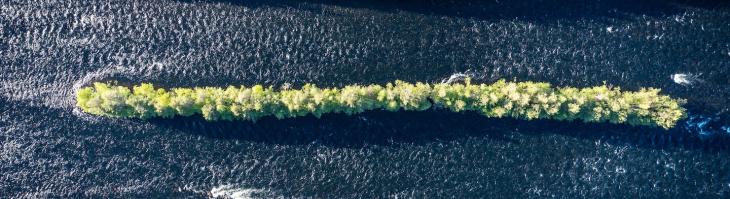 aerial image of trees in water