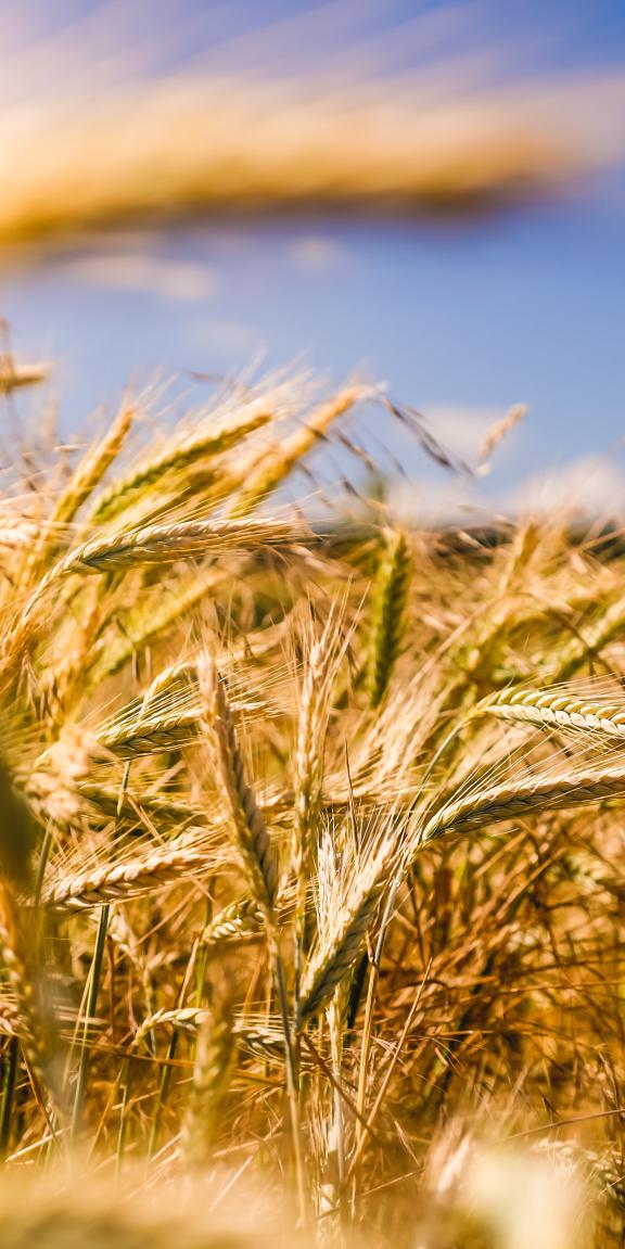 Wheat field